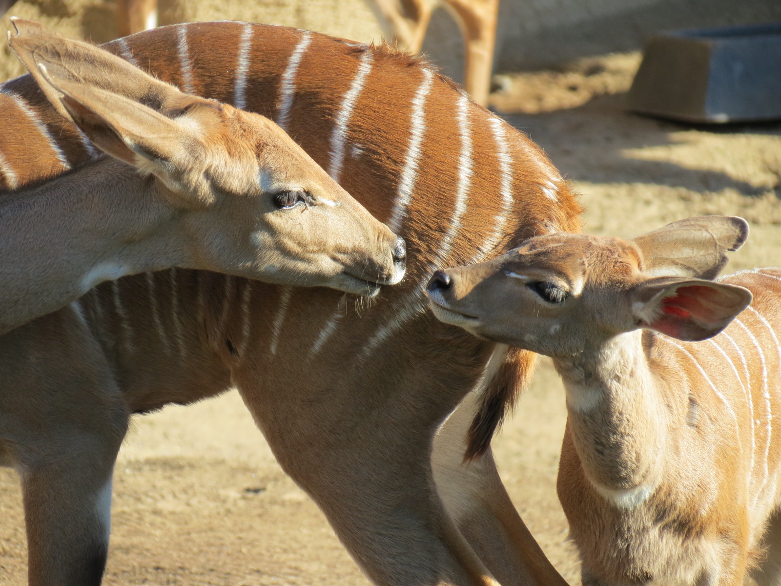 Northern Frontier - Lesser Kudu, Spekes Gazelle, and Southern Gerenuk Exhib