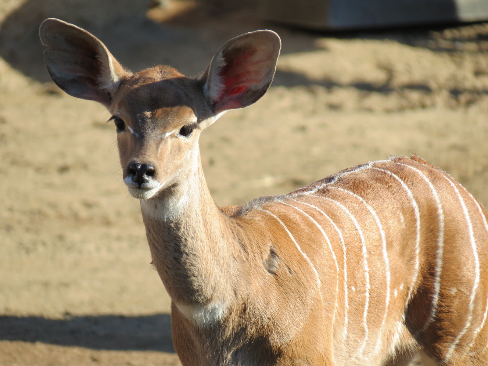 Northern Frontier - Lesser Kudu, Spekes Gazelle, and Southern Gerenuk Exhib