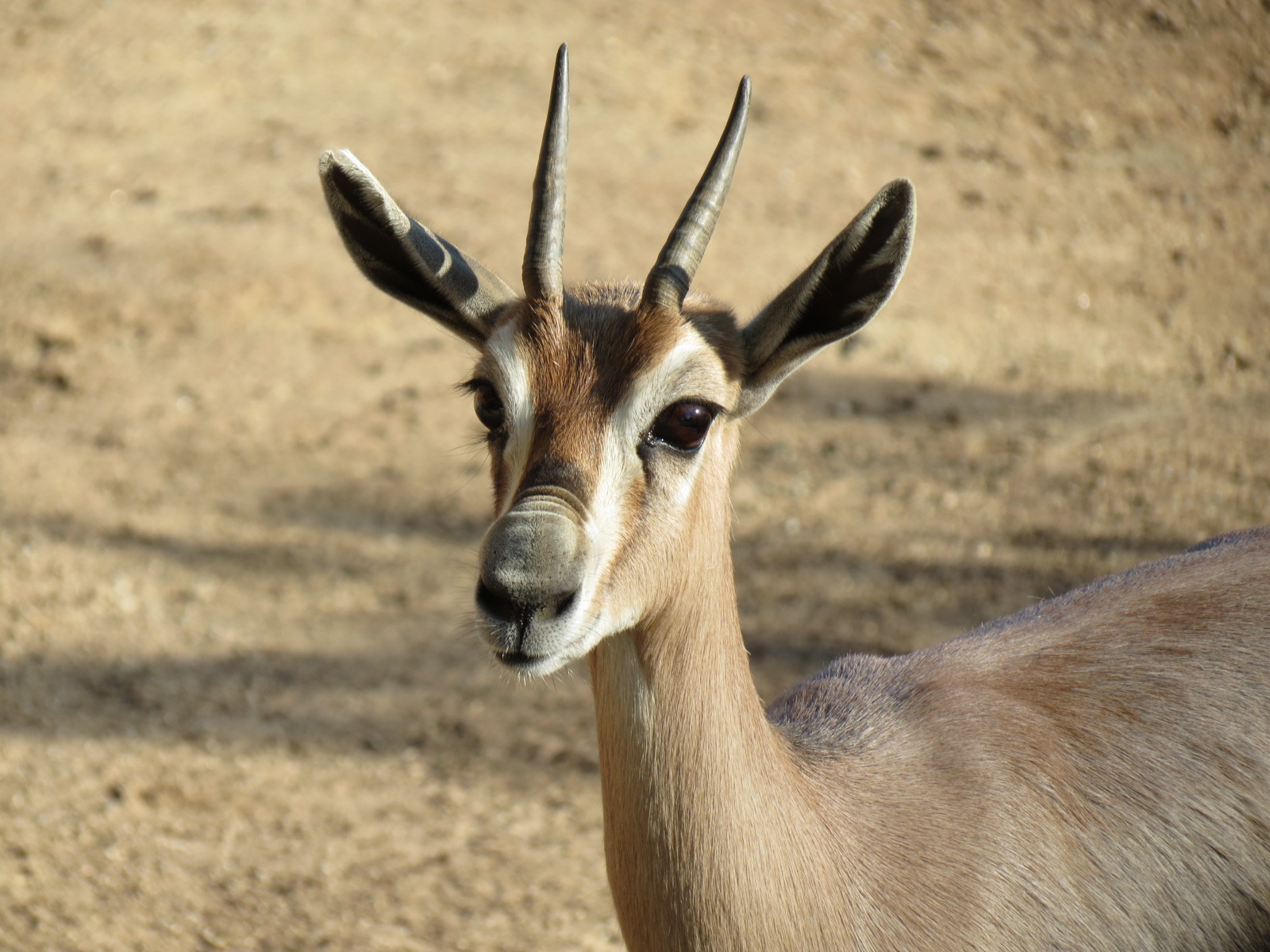 Northern Frontier - Lesser Kudu, Spekes Gazelle, and Southern Gerenuk Exhib