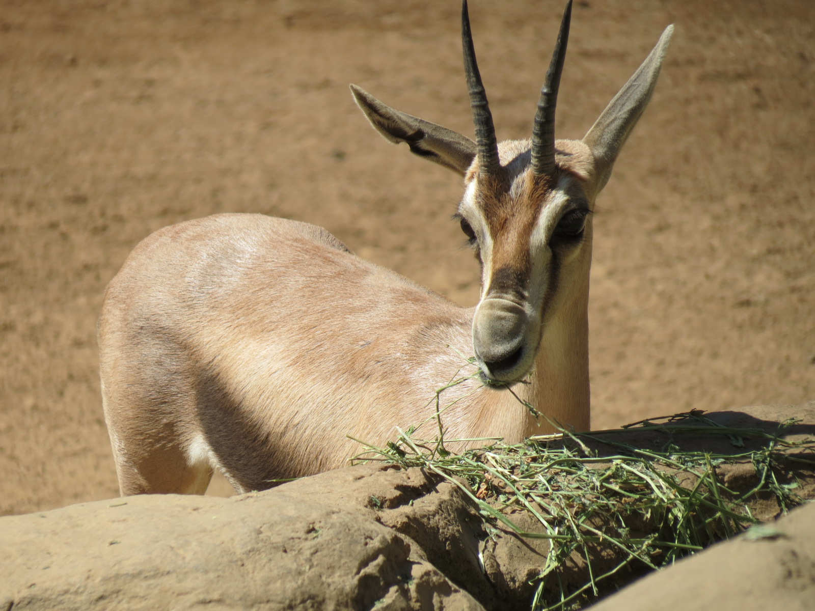Northern Frontier - Lesser Kudu, Spekes Gazelle, and Southern Gerenuk Exhib