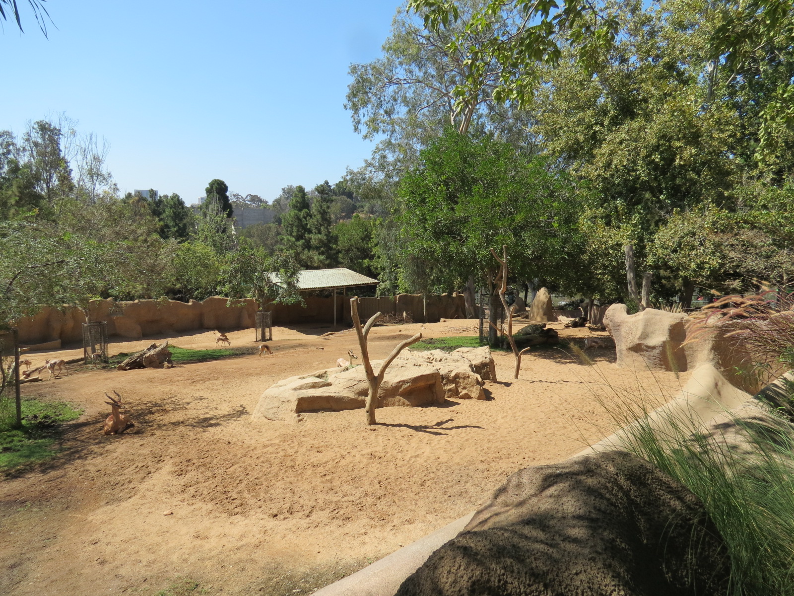 Northern Frontier - Lesser Kudu, Spekes Gazelle, and Southern Gerenuk Exhib
