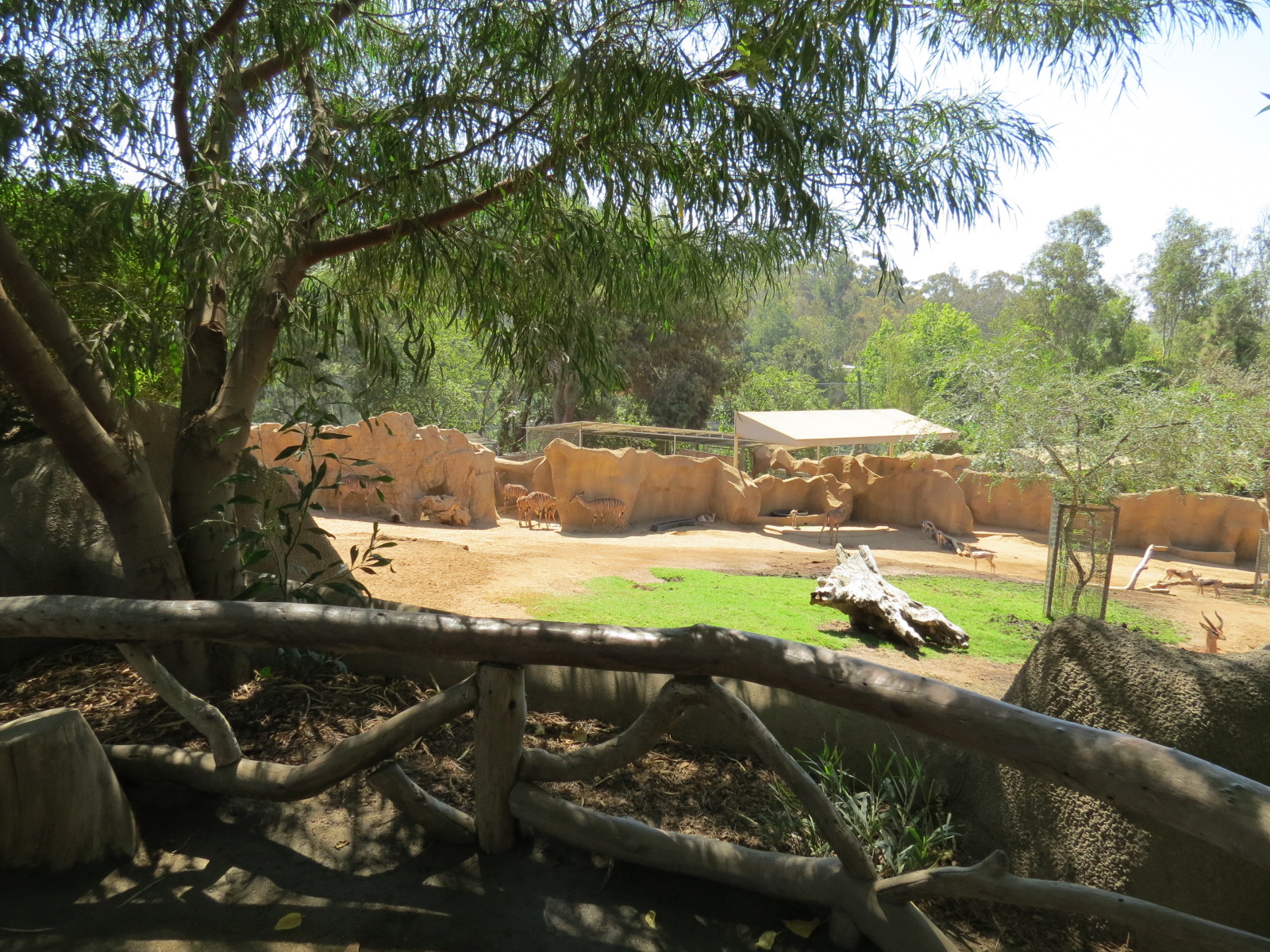 Northern Frontier - Lesser Kudu, Spekes Gazelle, and Southern Gerenuk Exhib