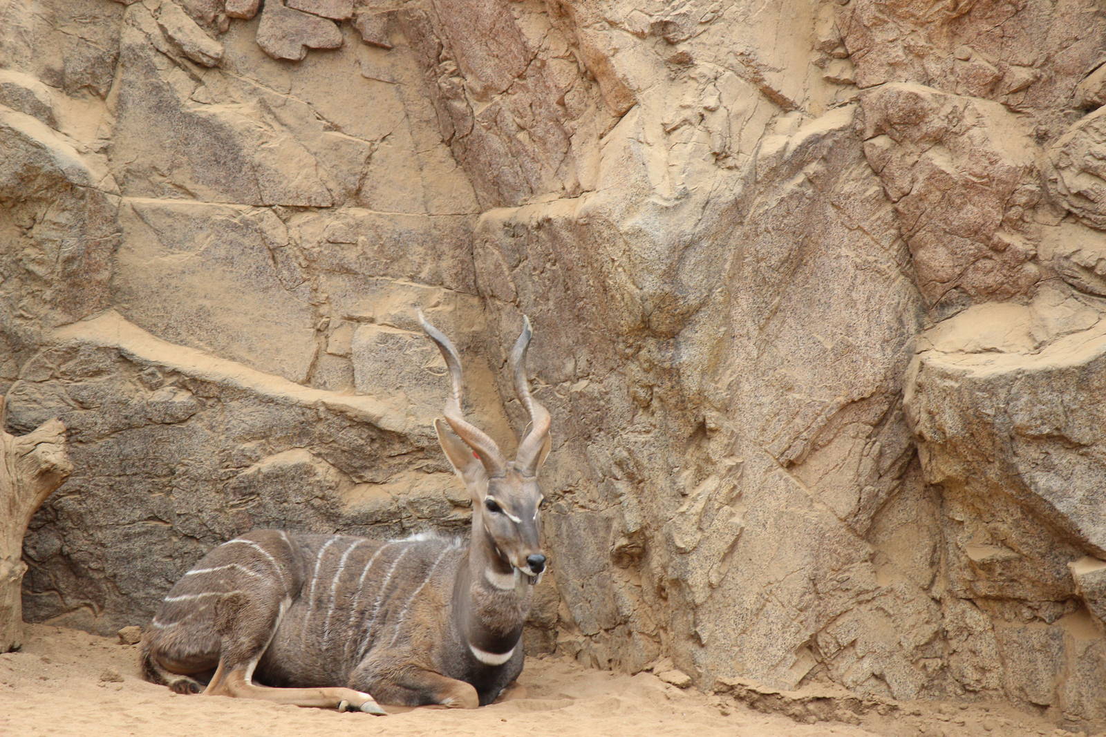 Northern Frontier - Lesser Kudu