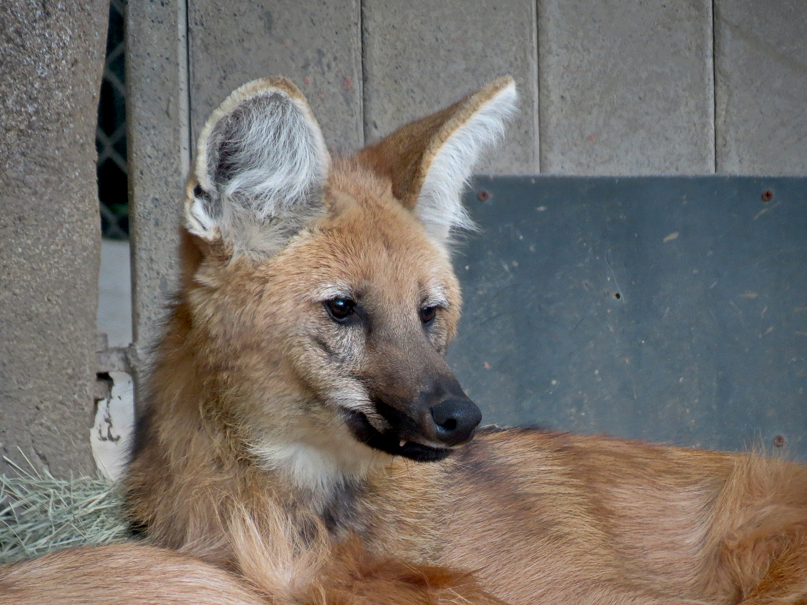 Northern Frontier - Maned Wolf Exhibit