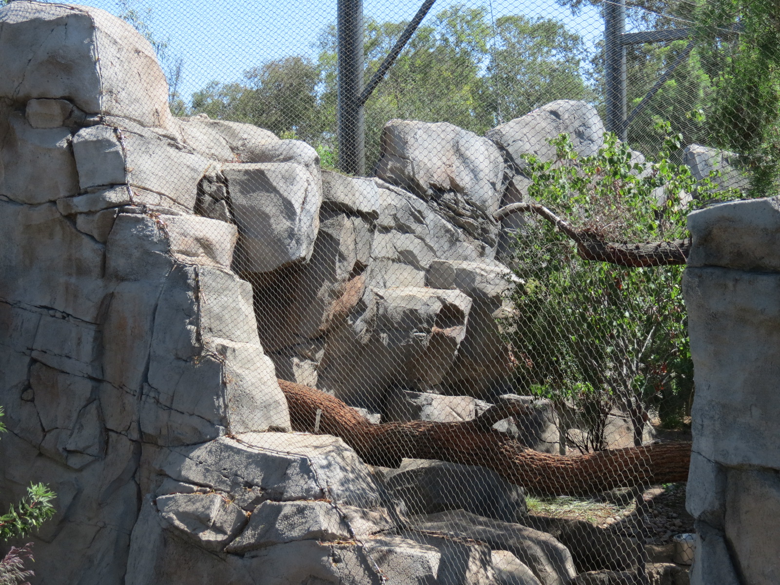 Northern Frontier - Mountain Lion Exhibit