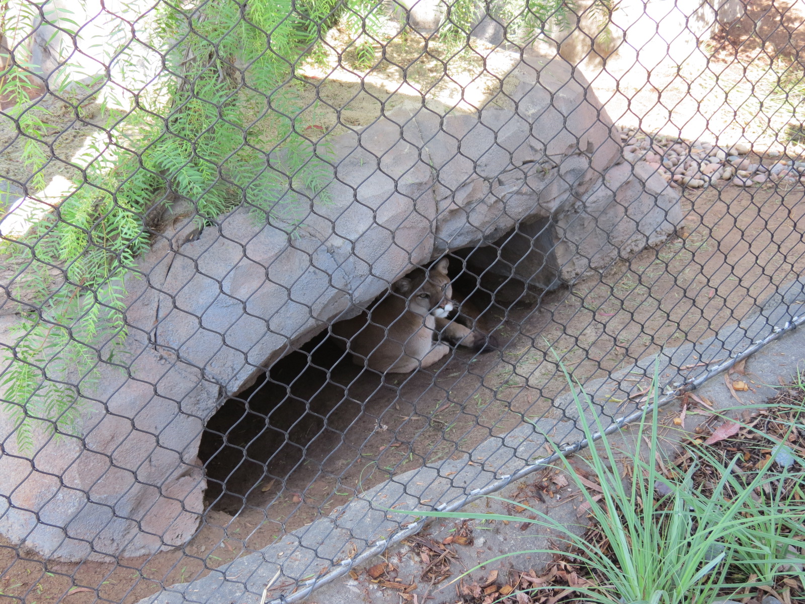 Northern Frontier - Mountain Lion Exhibit