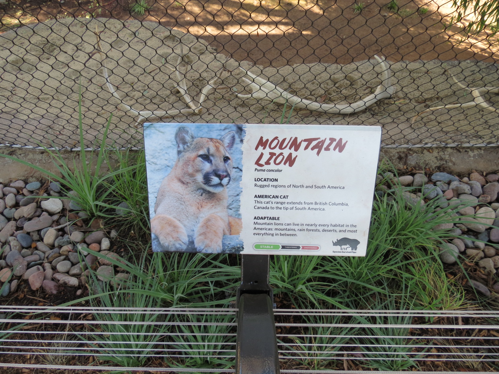 Northern Frontier - Mountain Lion Exhibit