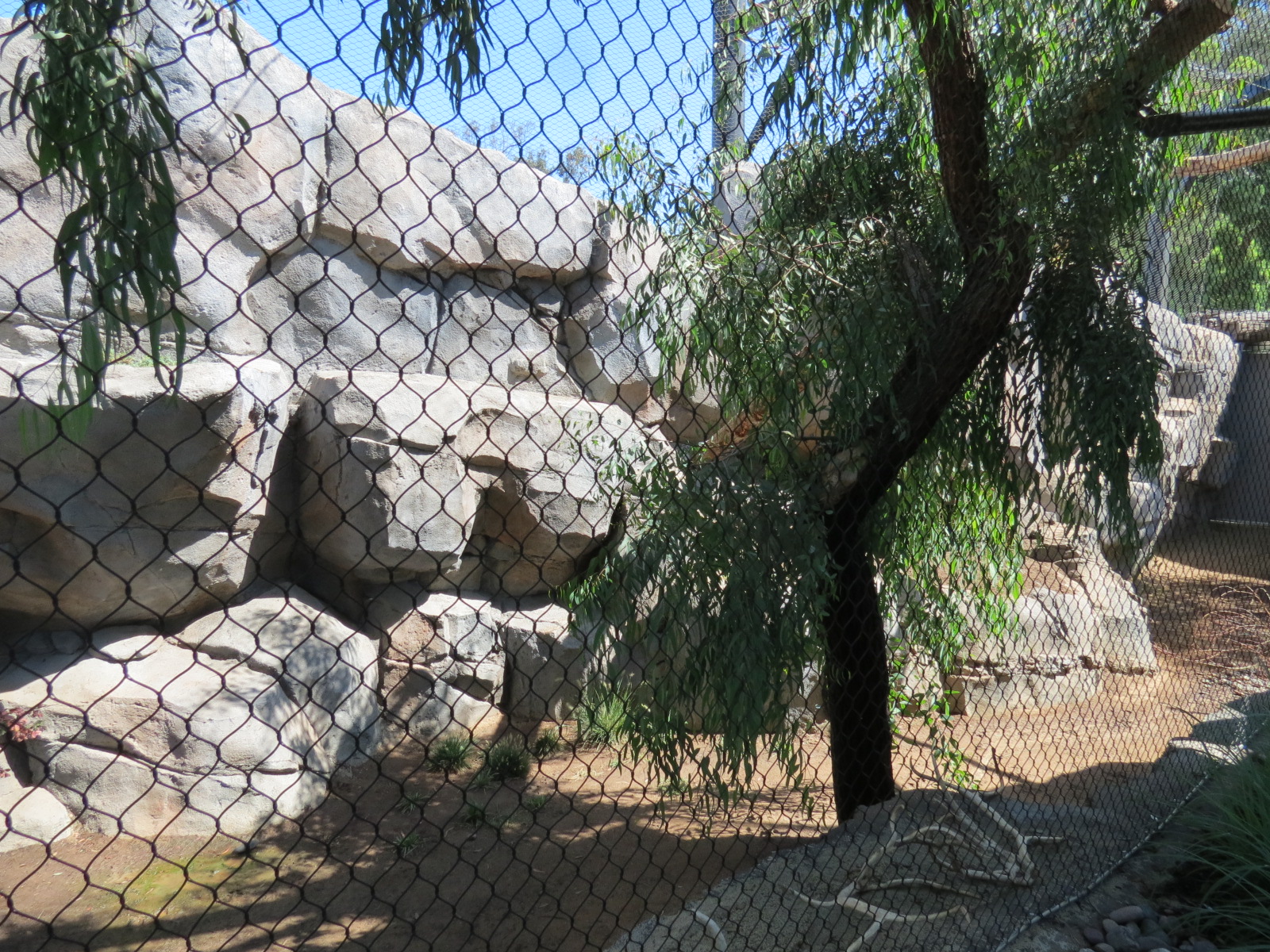 Northern Frontier - Mountain Lion Exhibit