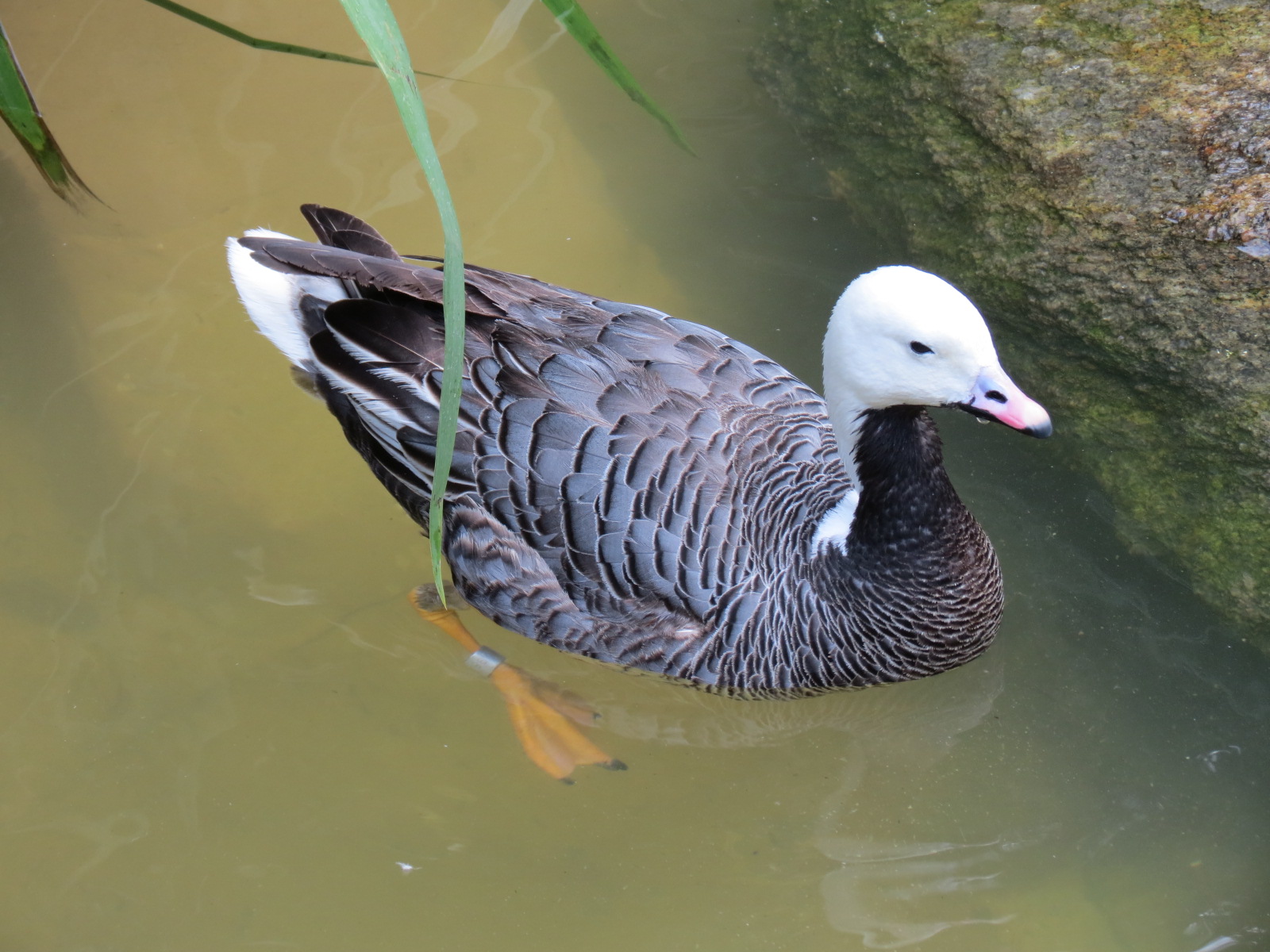 Northern Frontier - Polar Bear Plunge - 2 Waterfowl Exhibits - Emperor Goos