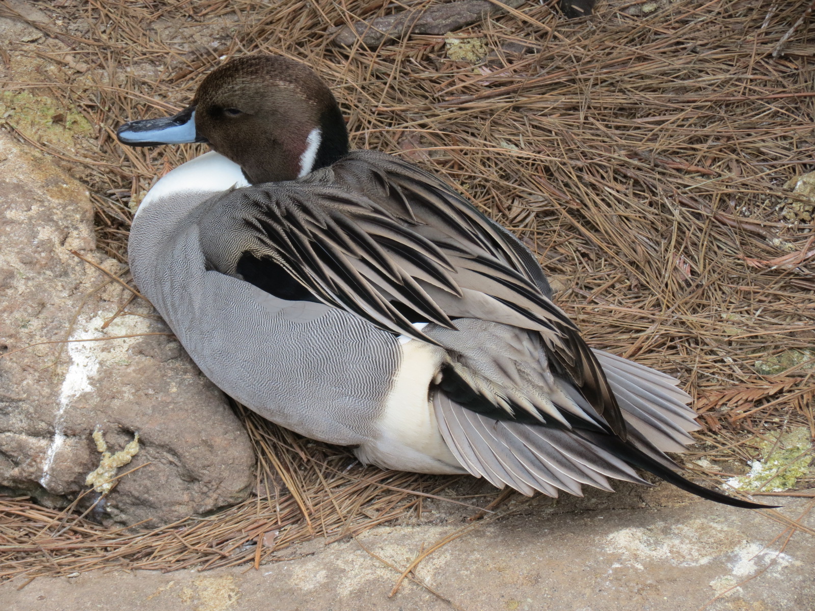 Northern Frontier - Polar Bear Plunge - 2 Waterfowl Exhibits - Northern Pin