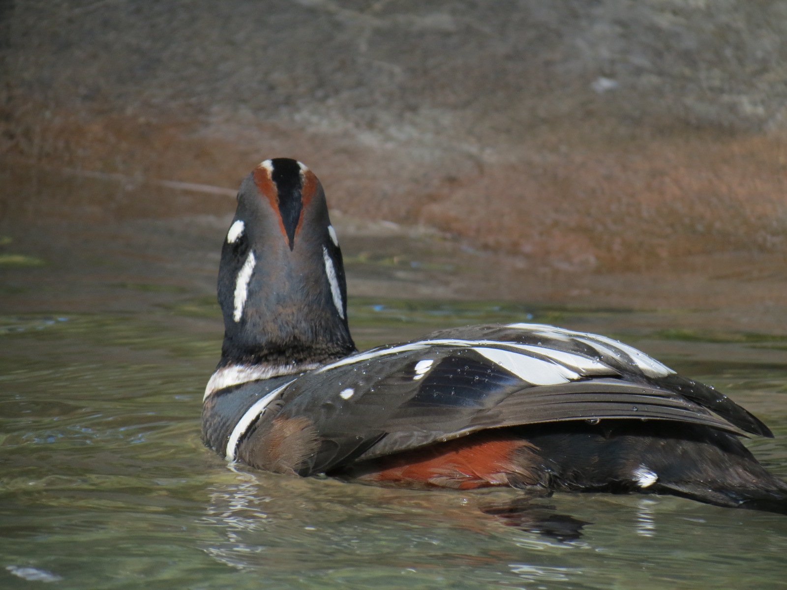 Northern Frontier - Polar Bear Plunge - Arctic Aviary - Harlequin Duck