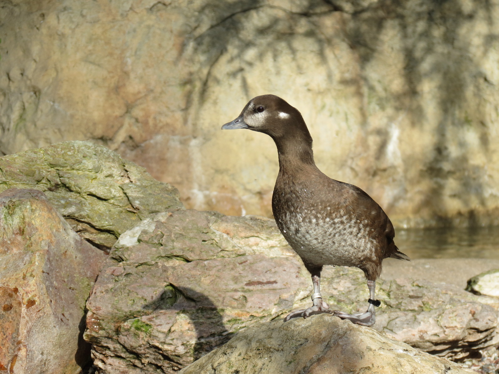 Northern Frontier - Polar Bear Plunge - Arctic Aviary - Harlequin Duck