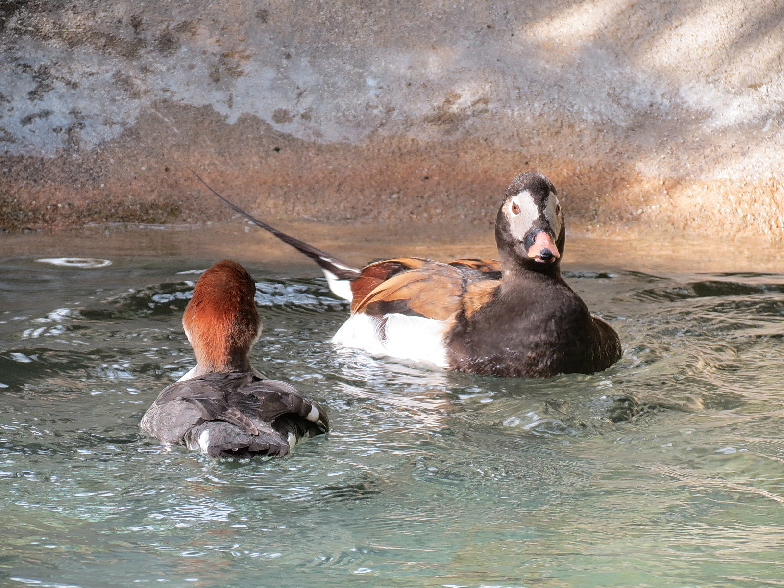Northern Frontier - Polar Bear Plunge - Arctic Aviary - Long-tailed Duck
