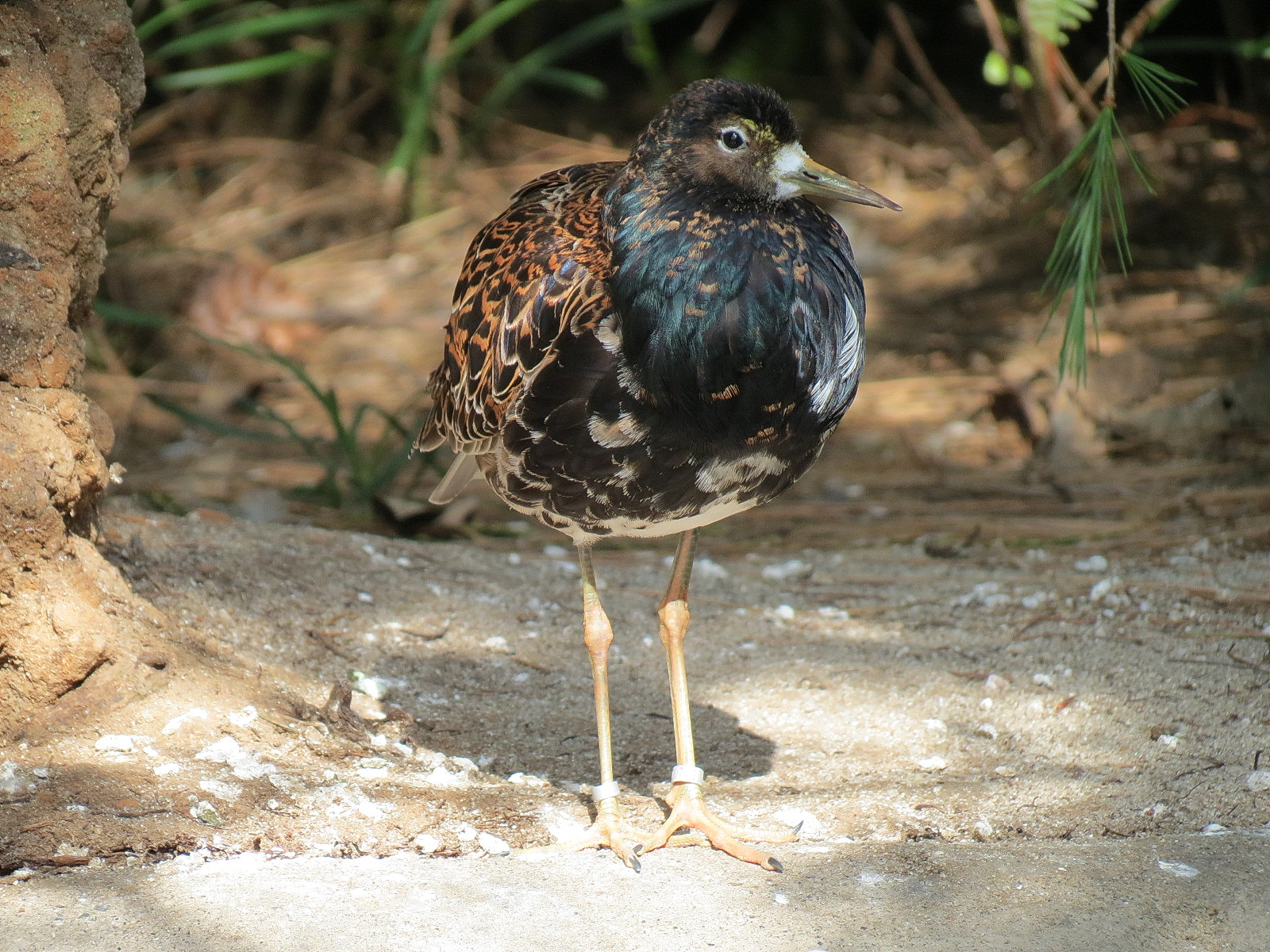 Northern Frontier - Polar Bear Plunge - Arctic Aviary - Ruff