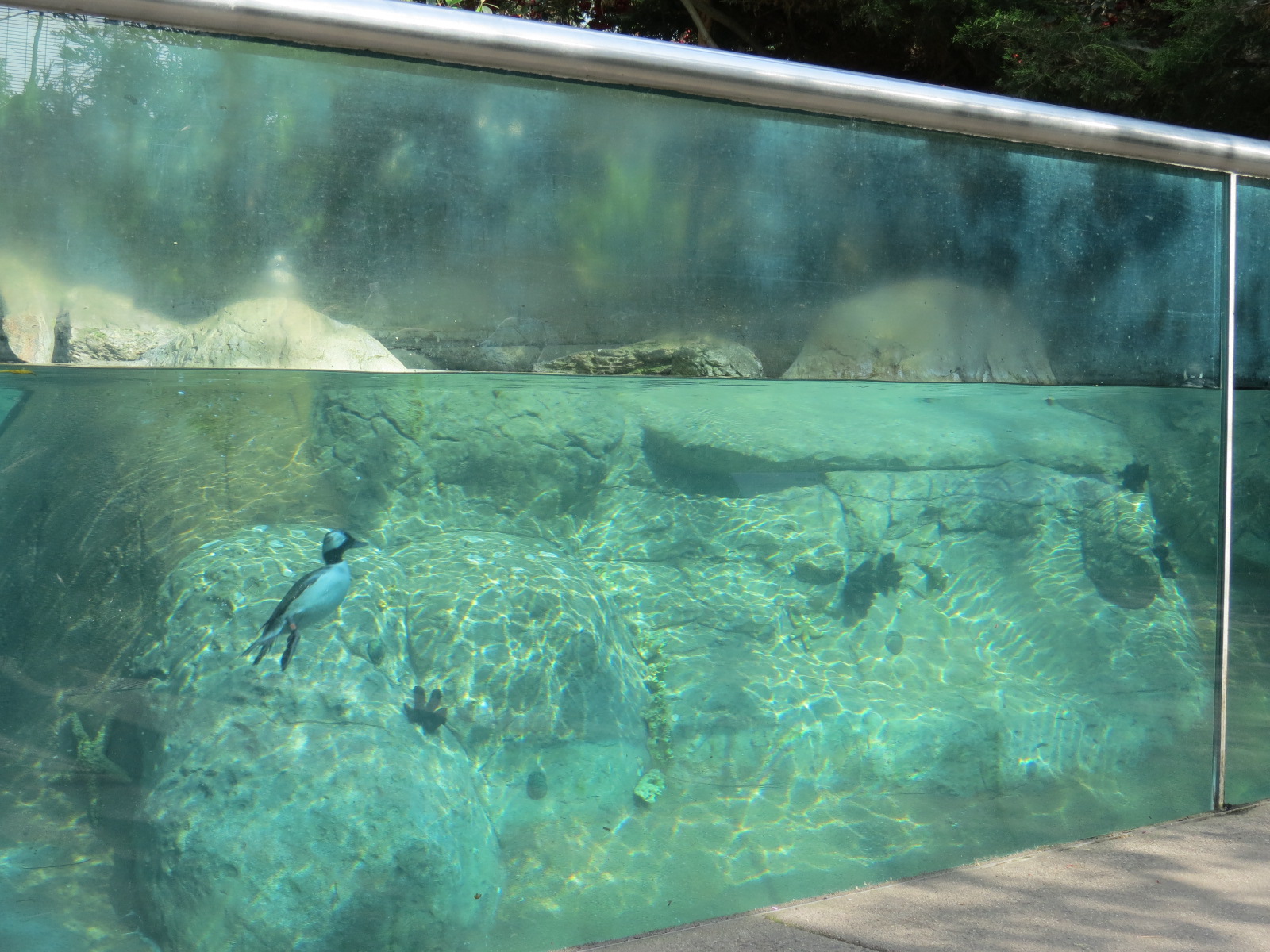 Northern Frontier - Polar Bear Plunge - Arctic Aviary