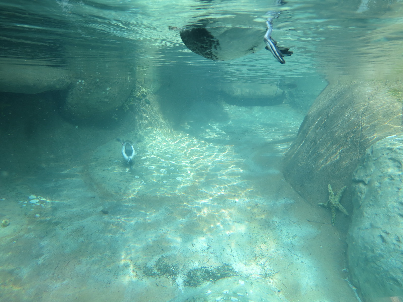 Northern Frontier - Polar Bear Plunge - Arctic Aviary