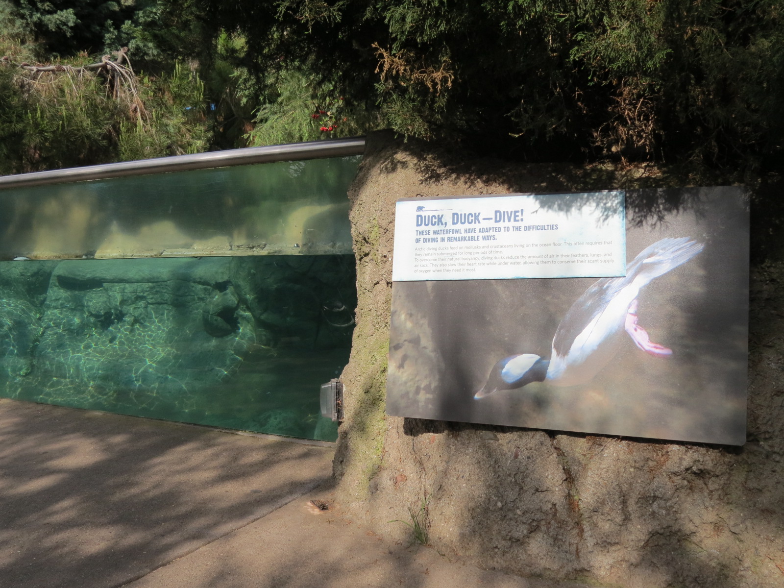 Northern Frontier - Polar Bear Plunge - Arctic Aviary