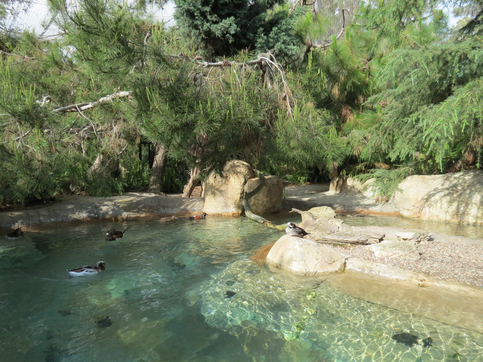 Northern Frontier - Polar Bear Plunge - Arctic Aviary