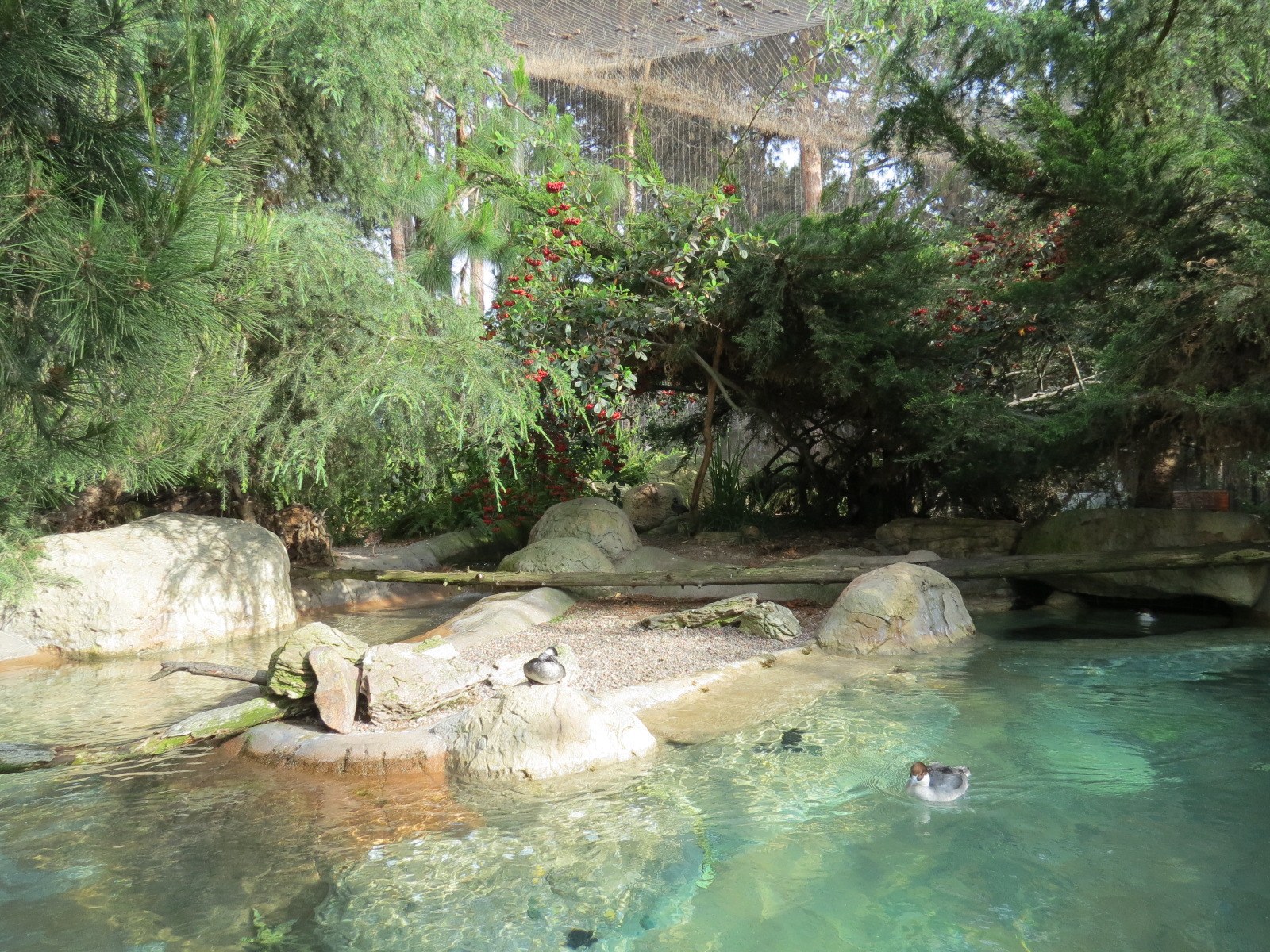 Northern Frontier - Polar Bear Plunge - Arctic Aviary