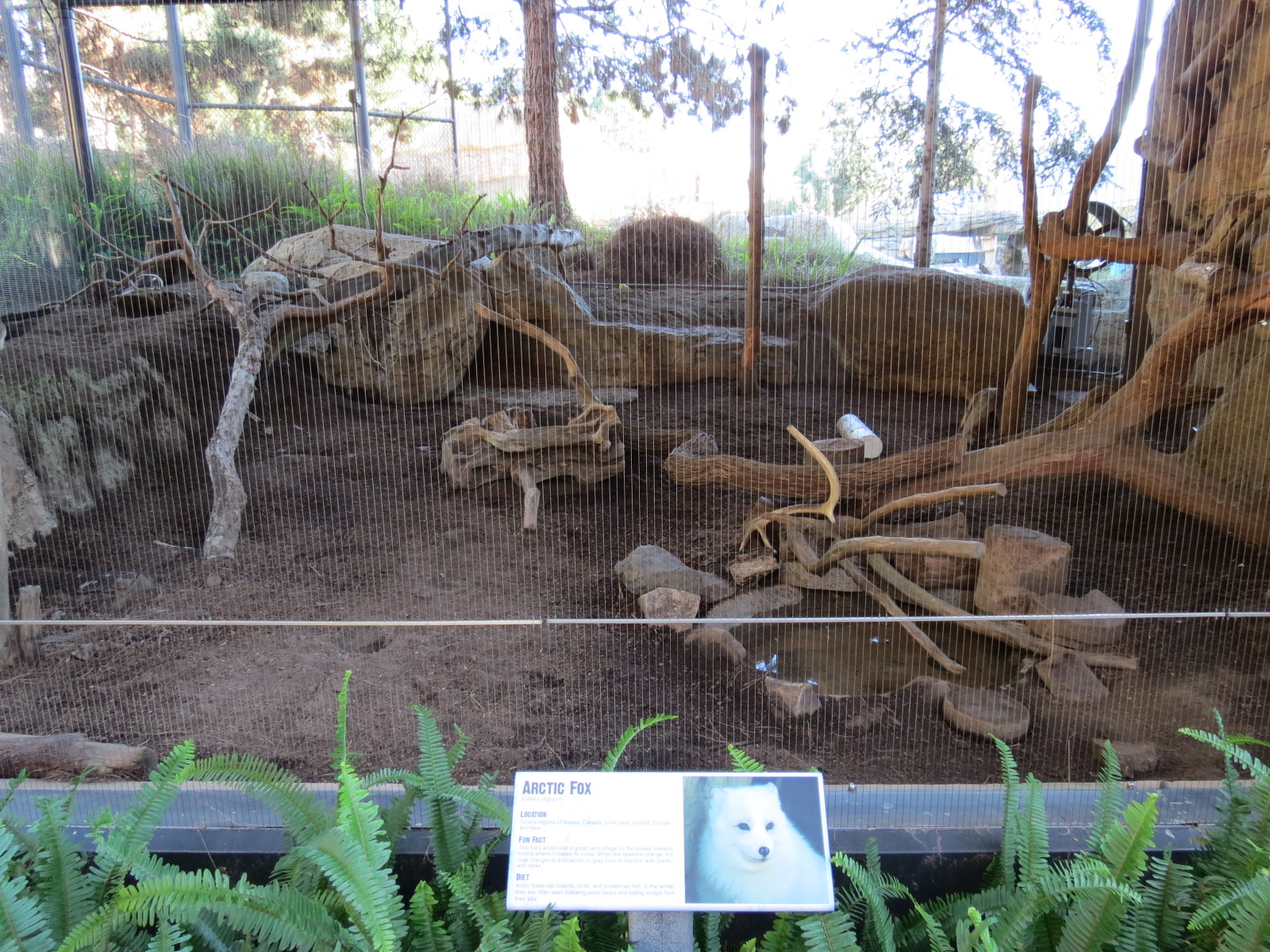 Northern Frontier - Polar Bear Plunge - Arctic Fox Exhibit
