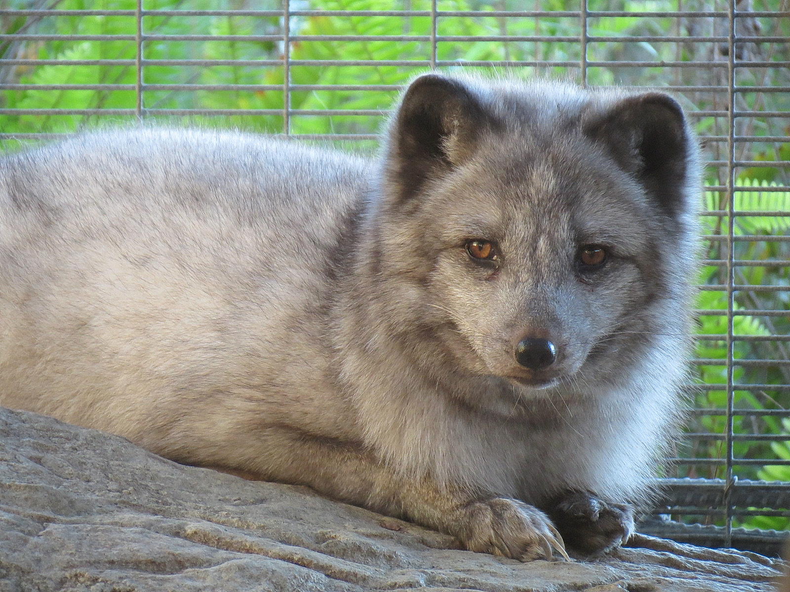 Northern Frontier - Polar Bear Plunge - Arctic Fox Exhibit