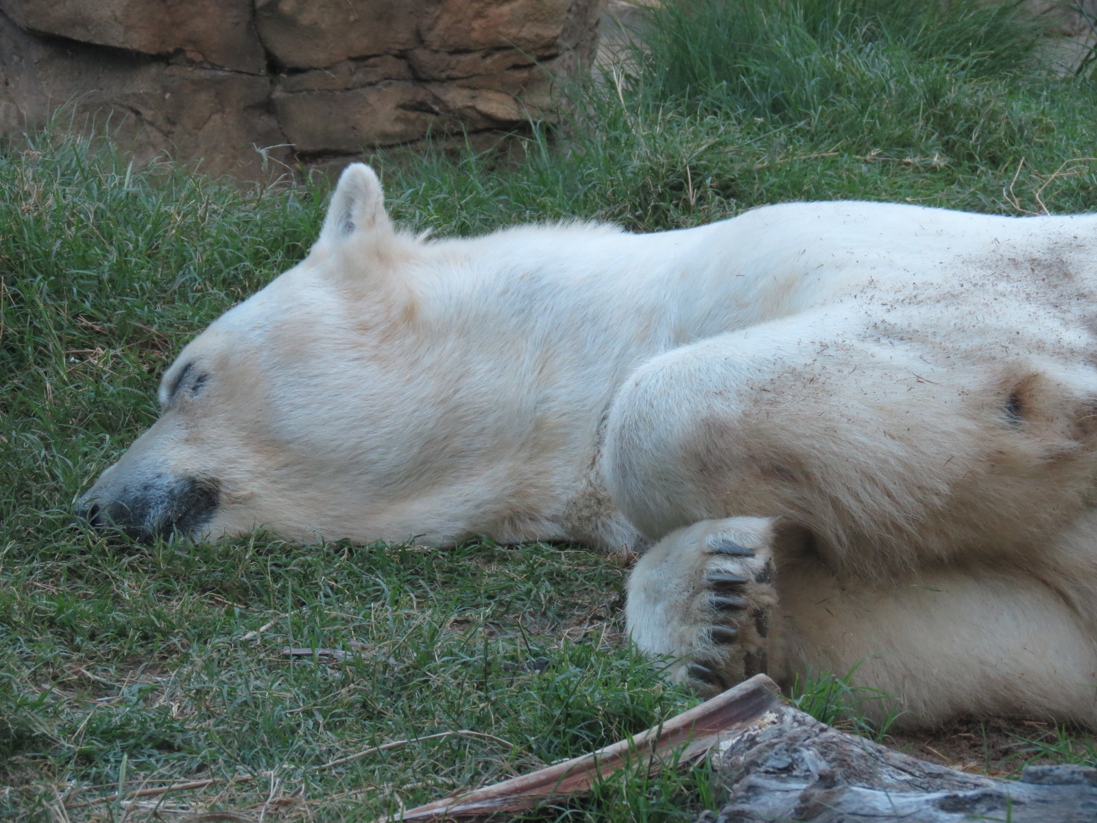 Northern Frontier - Polar Bear Plunge - Polar Bear Exhibit