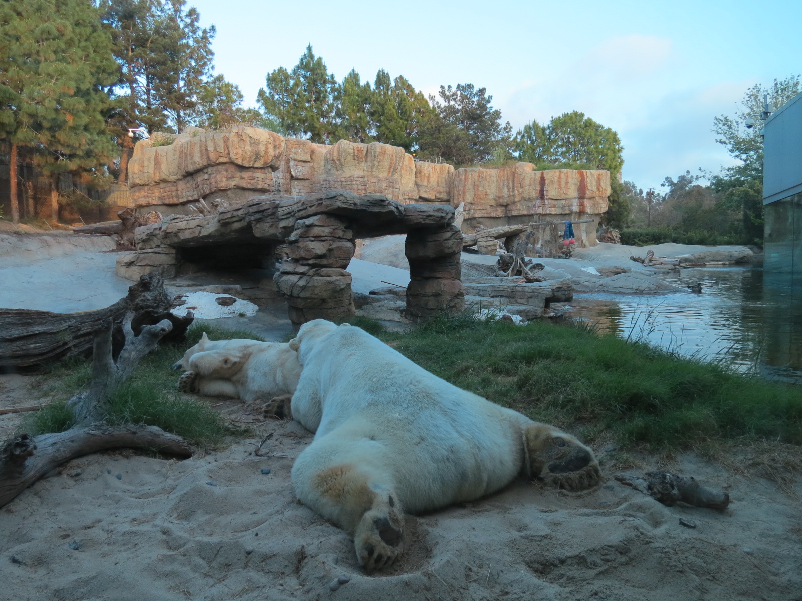 Northern Frontier - Polar Bear Plunge - Polar Bear Exhibit