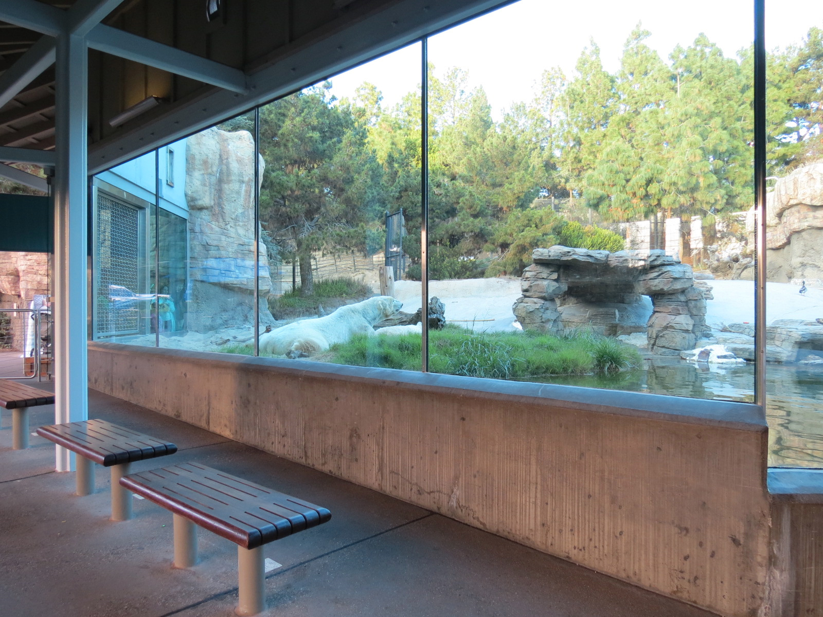 Northern Frontier - Polar Bear Plunge - Polar Bear Exhibit