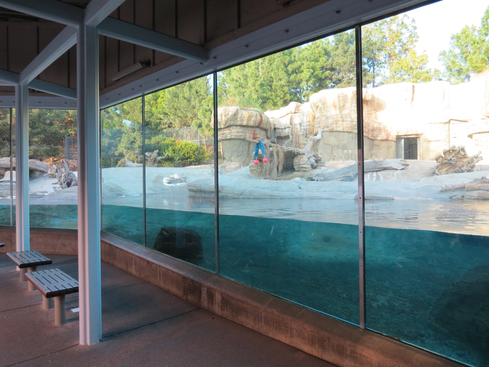 Northern Frontier - Polar Bear Plunge - Polar Bear Exhibit