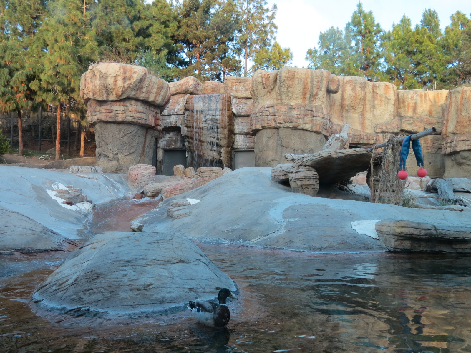 Northern Frontier - Polar Bear Plunge - Polar Bear Exhibit