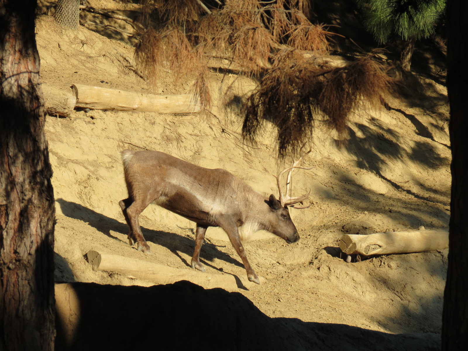 Northern Frontier - Polar Bear Plunge - Siberian Reindeer Exhibit