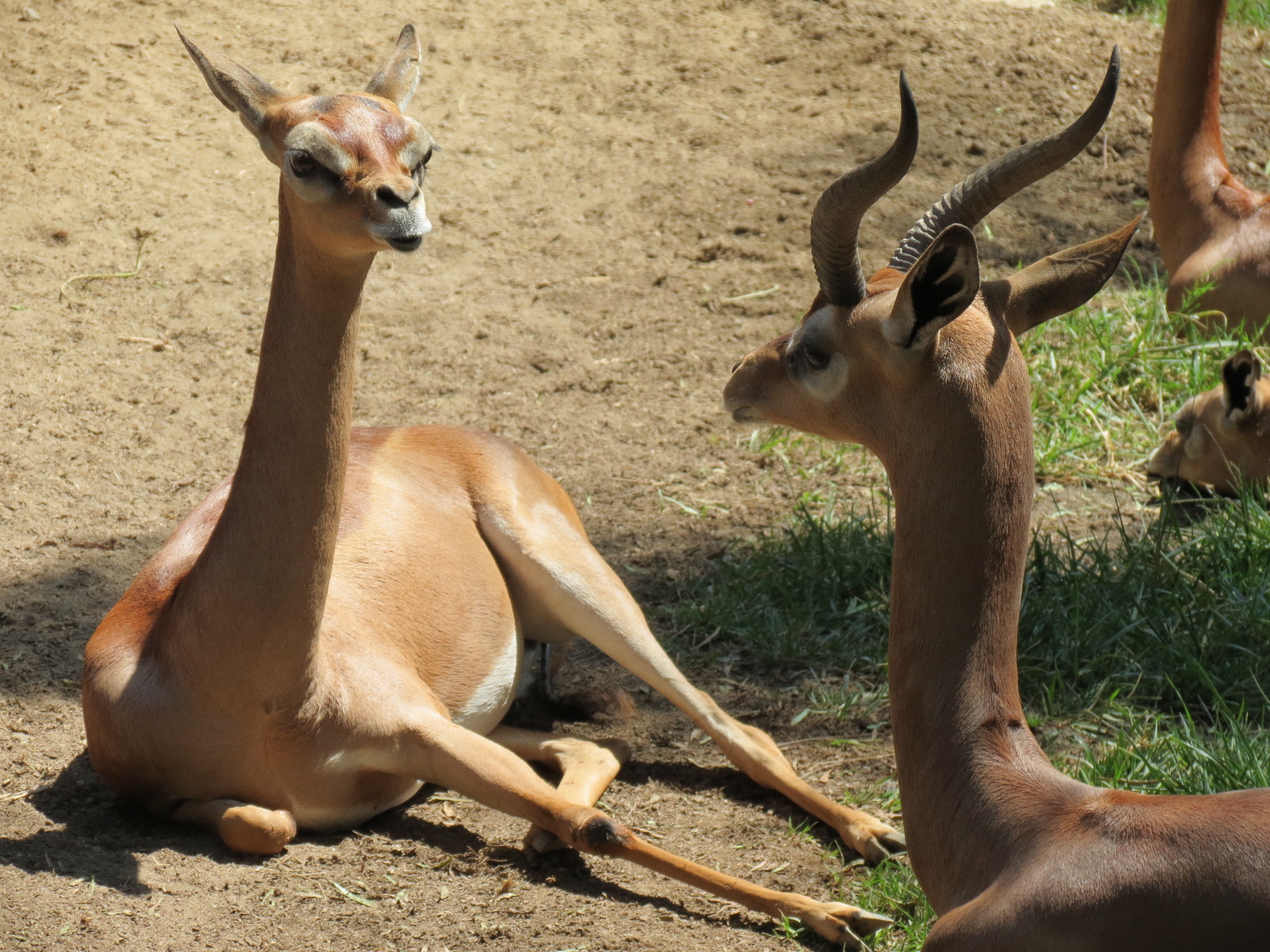 Northern Frontier - Southern Gerenuk Exhibit
