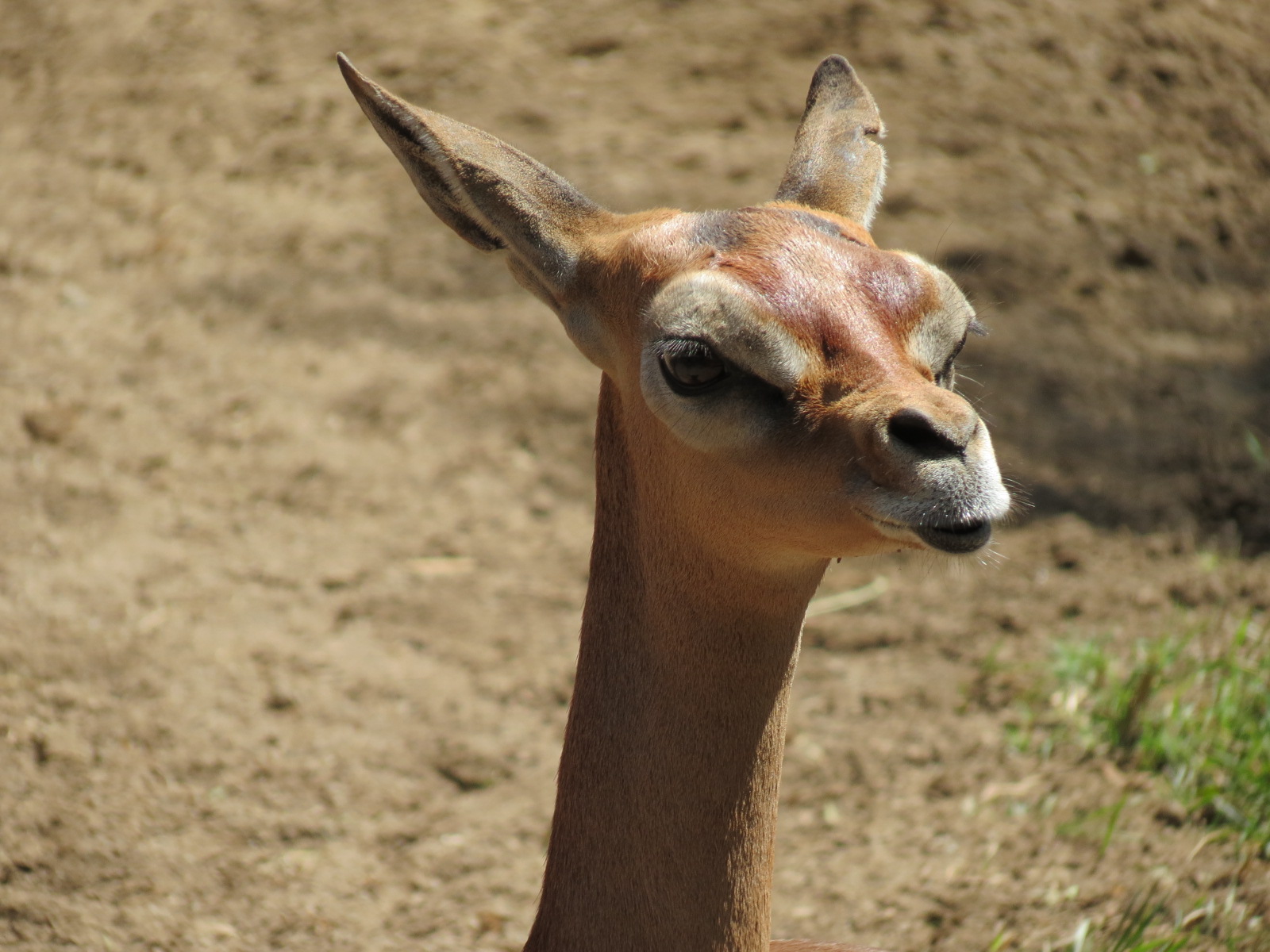Northern Frontier - Southern Gerenuk Exhibit