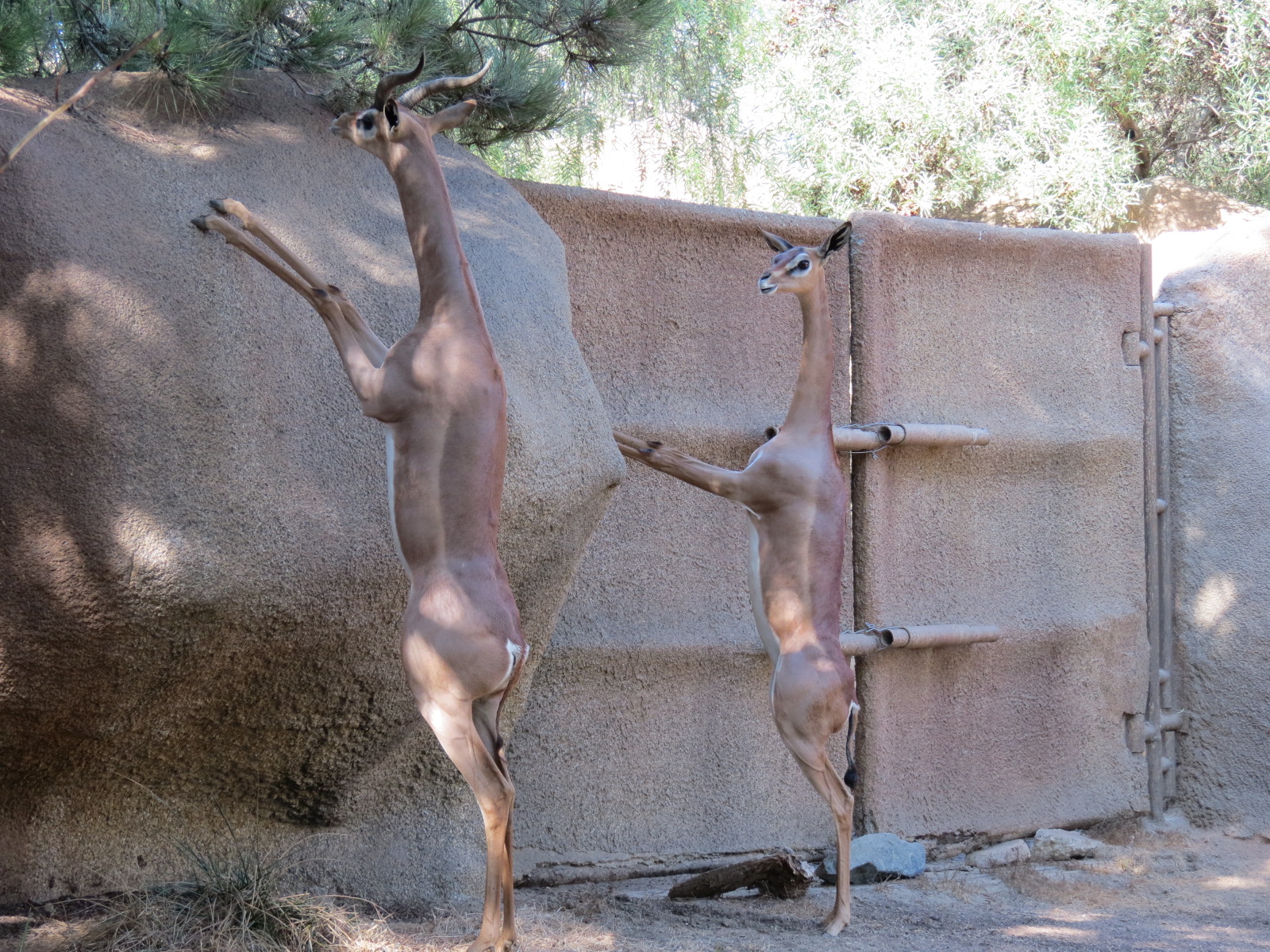 Northern Frontier - Southern Gerenuk Exhibit