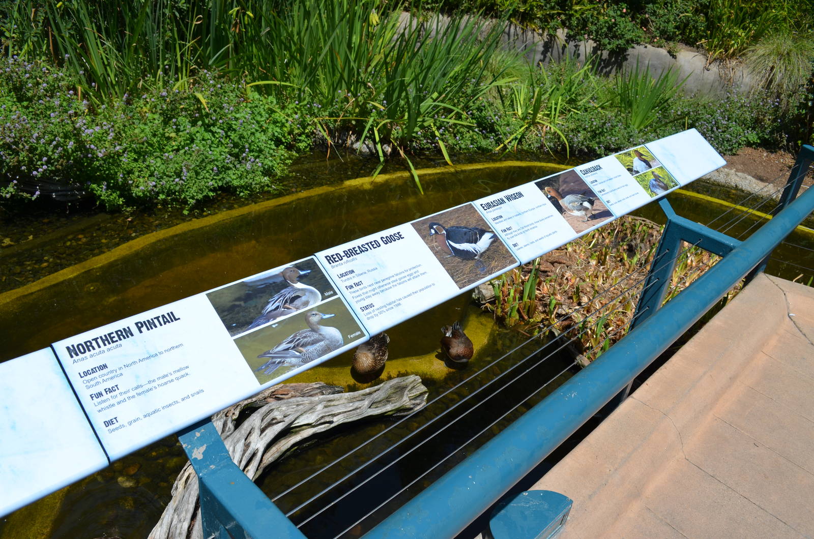 Northern Frontier Waterfowl Signage