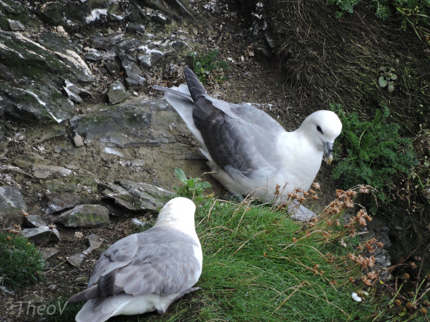 Northern fulmar - Cliffs of Moher [2016]