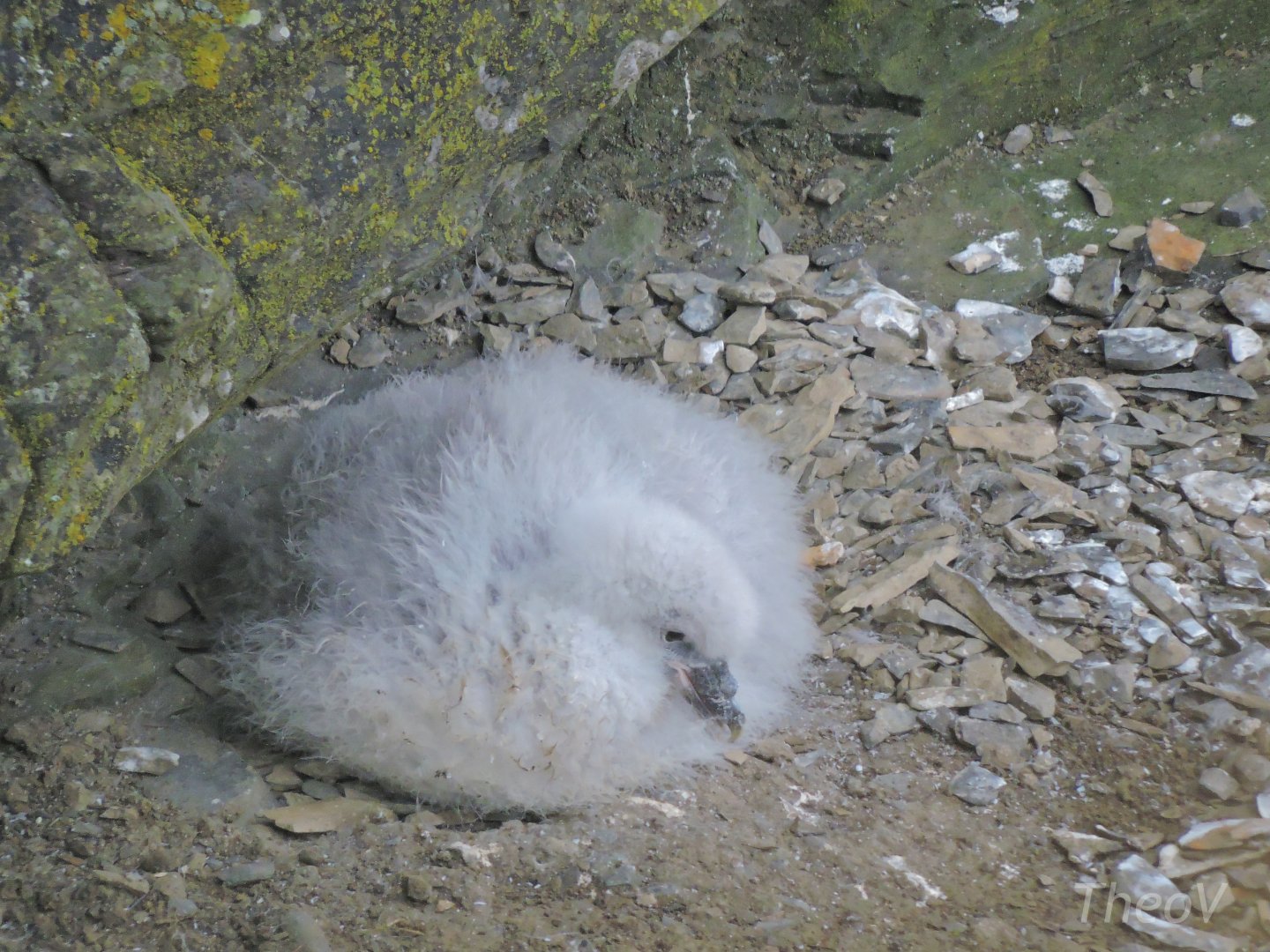 Northern fulmar - Cliffs of Moher [2016]