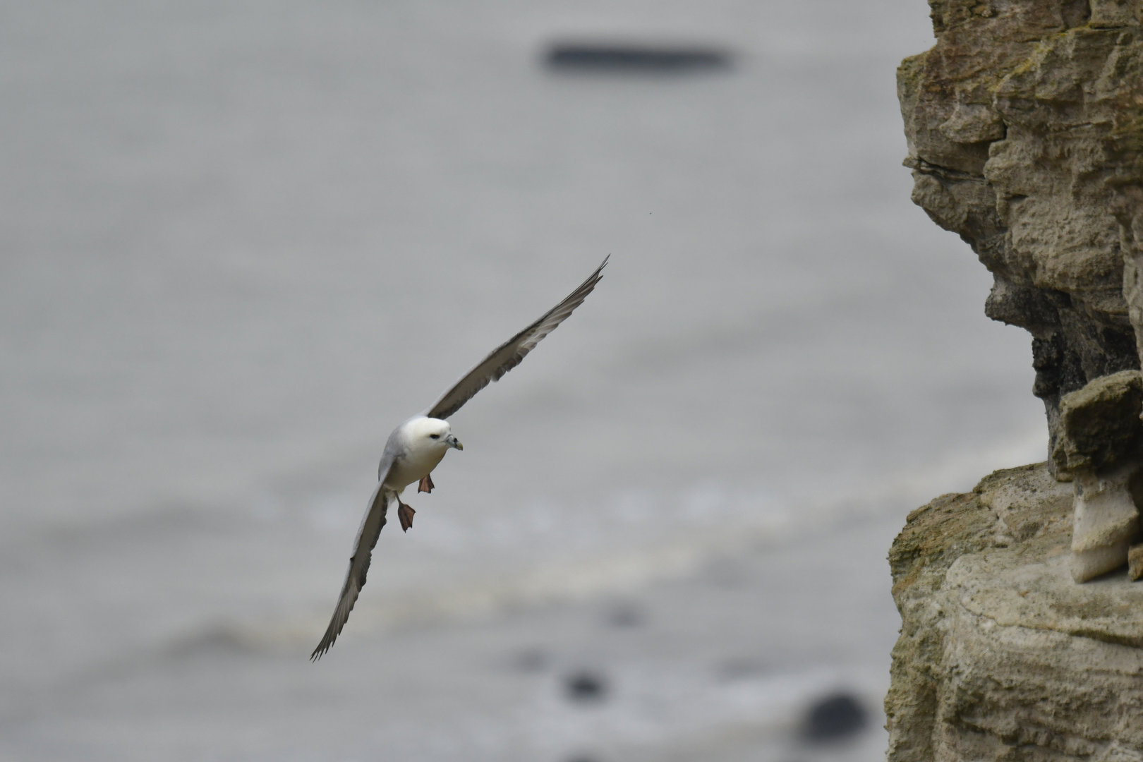 Northern fulmar Fulmarius glacialis
