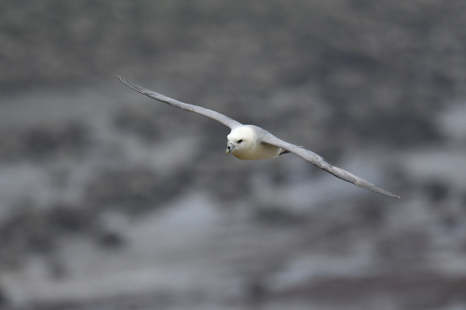 Northern fulmar Fulmarius glacialis