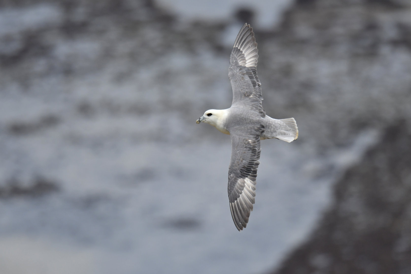 Northern fulmar Fulmarius glacialis