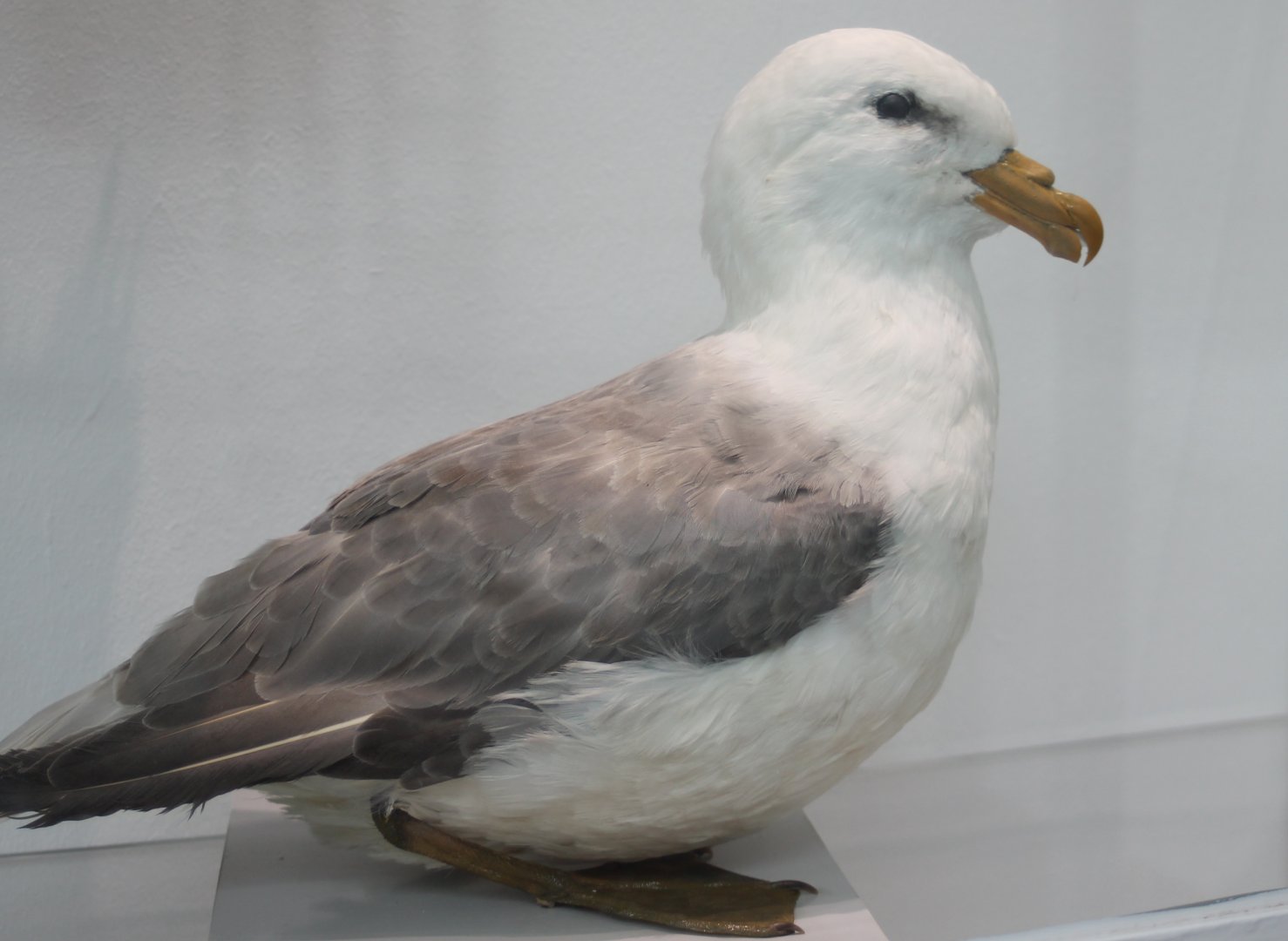 Northern fulmar - Fulmarus glacialis