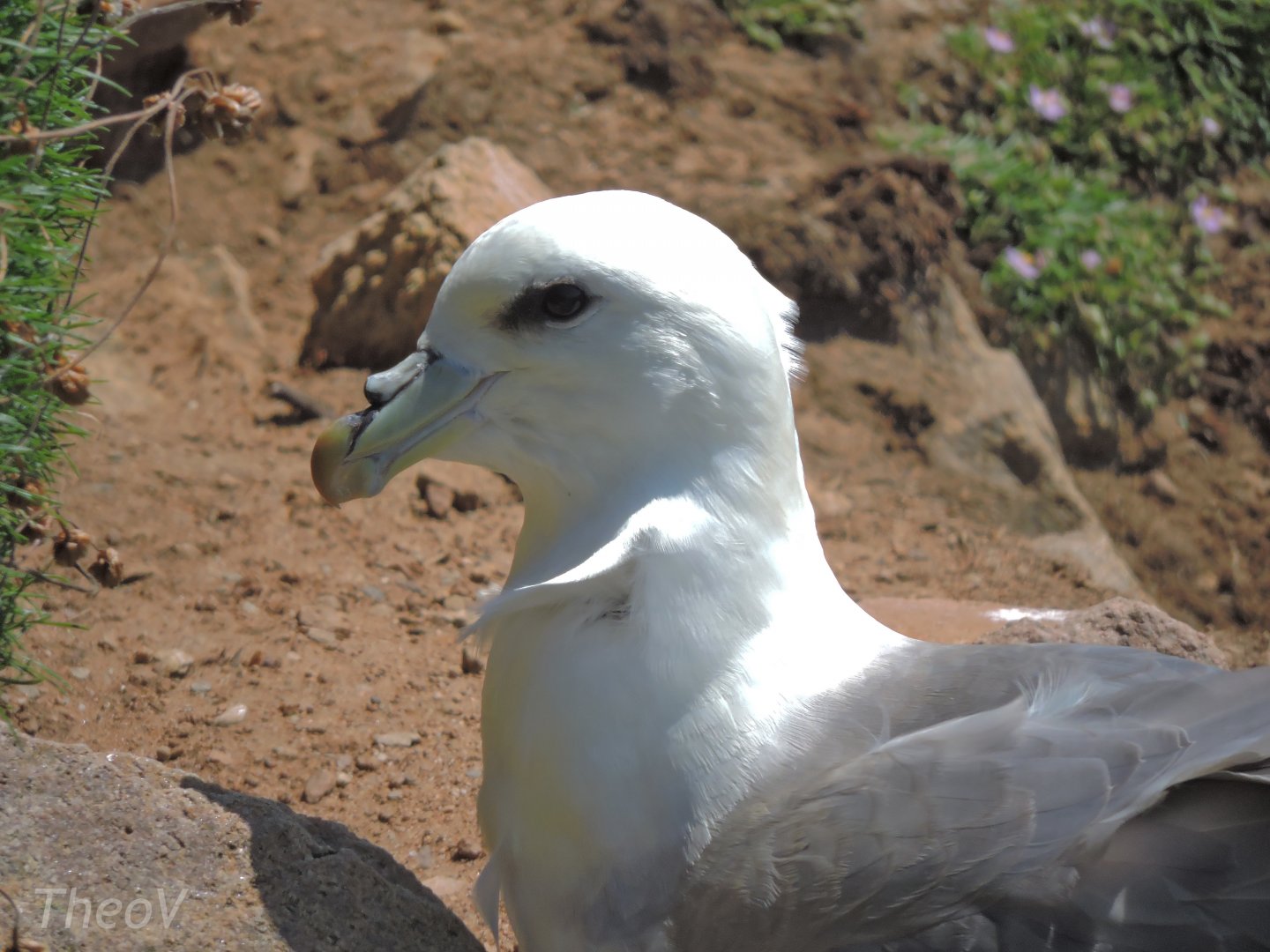 Northern fulmar - Great Saltee [2016]