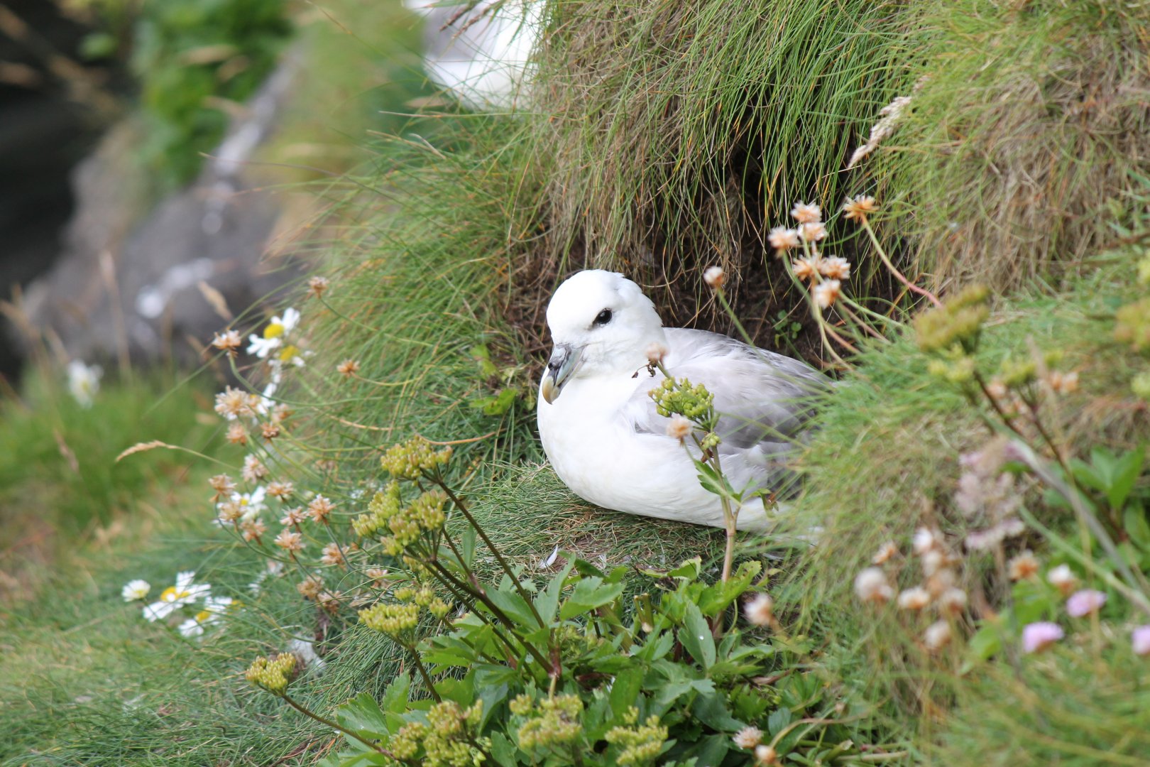 Northern Fulmar