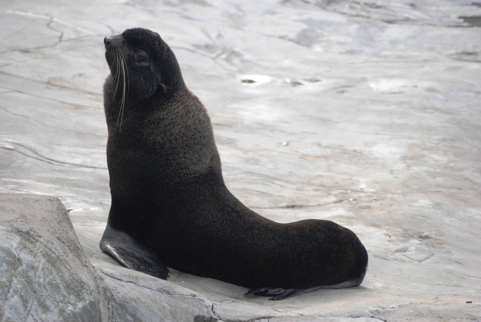Northern Fur Seal at Hannover, 23/03/13