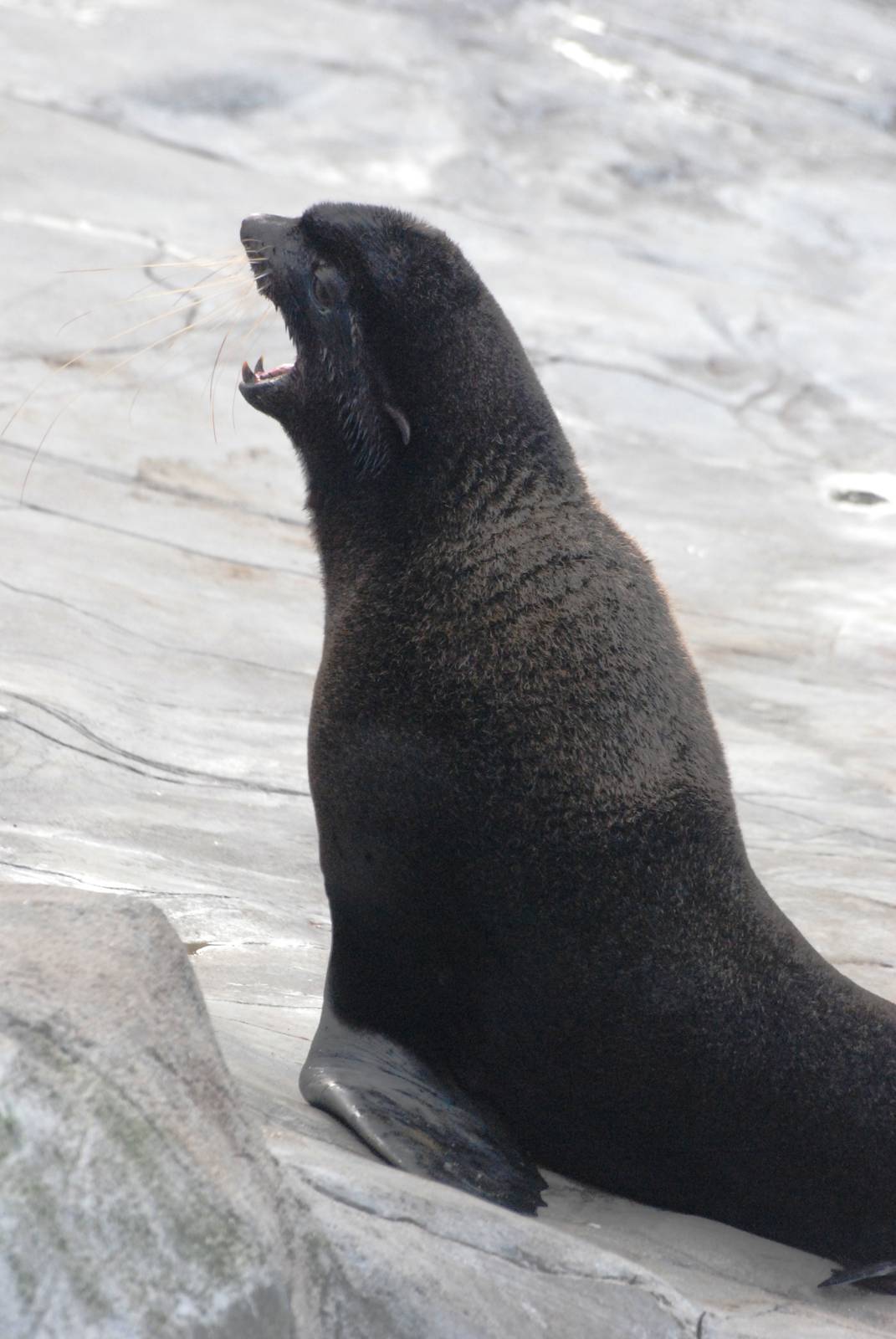 Northern Fur Seal at Hannover, 23/03/13