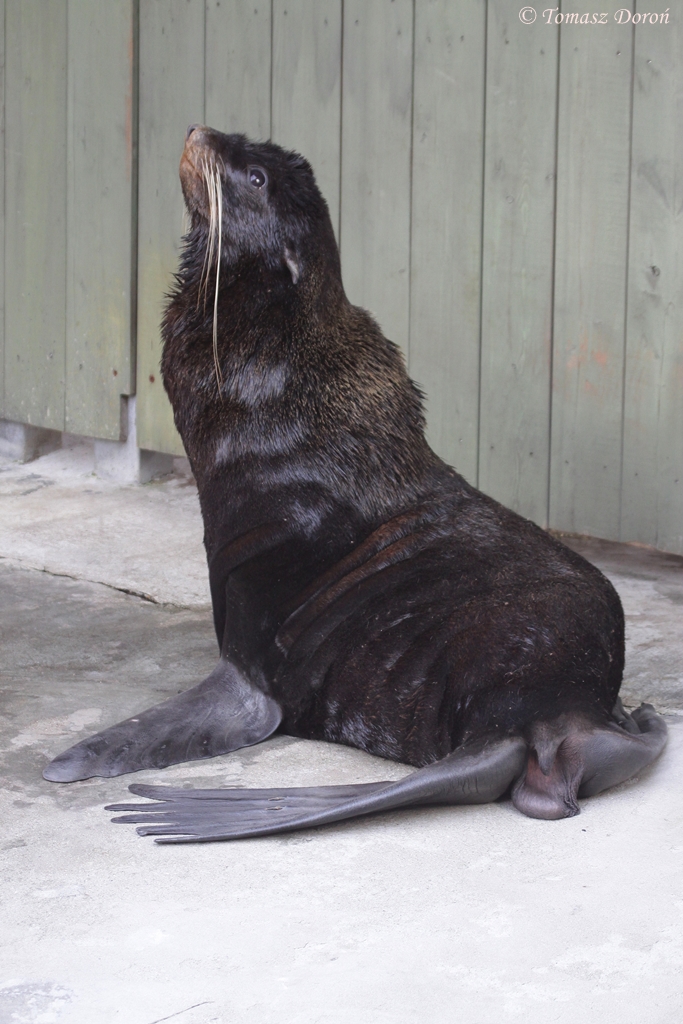 Northern Fur Seal (Callorhinus ursinus) male