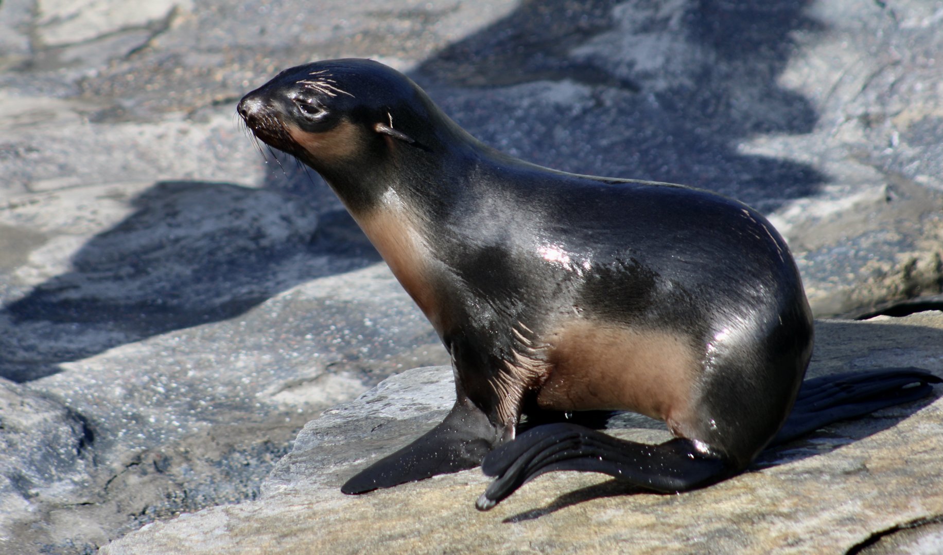 Northern Fur Seal (Callorhinus ursinus) pup