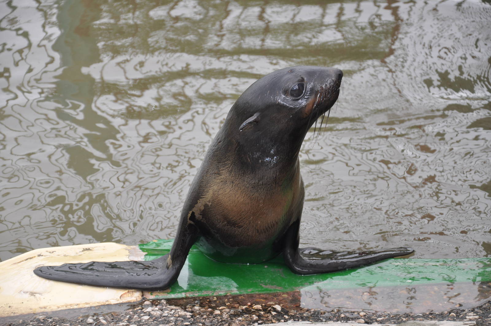 Northern fur seal/ Callorhinus ursinus