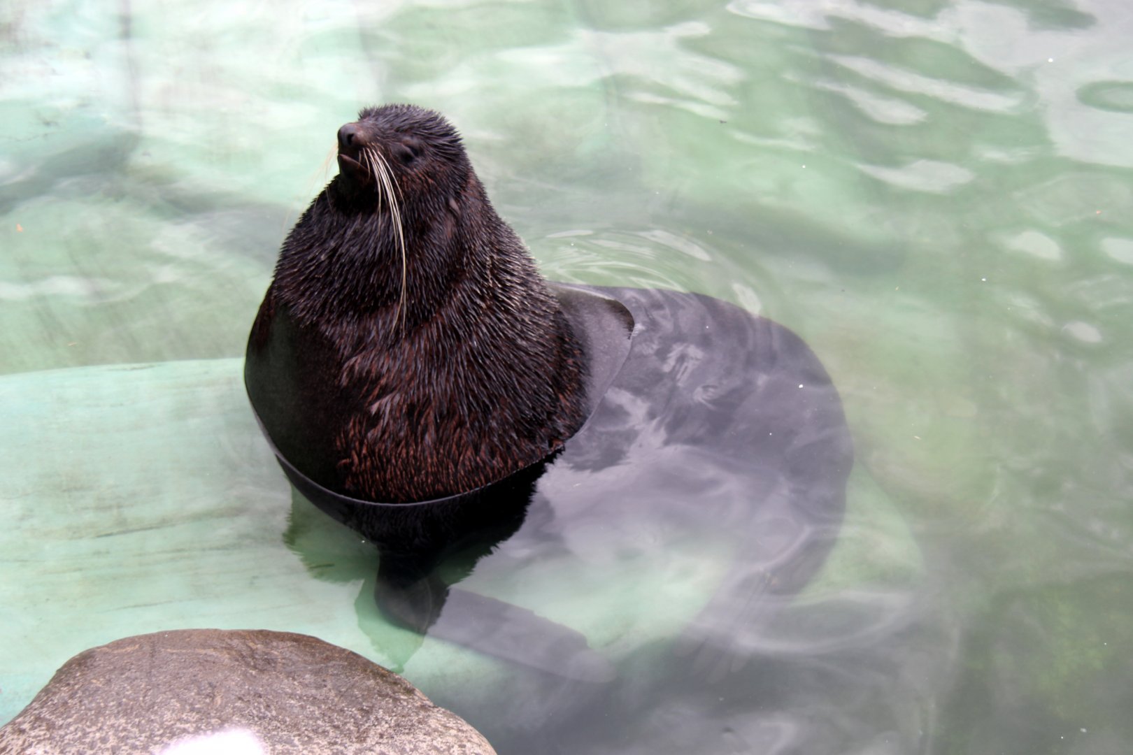 Northern fur seal (Callorhinus ursinus)