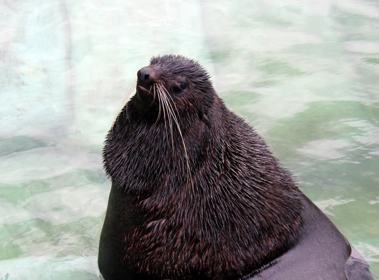 northern fur seal (Callorhinus ursinus)